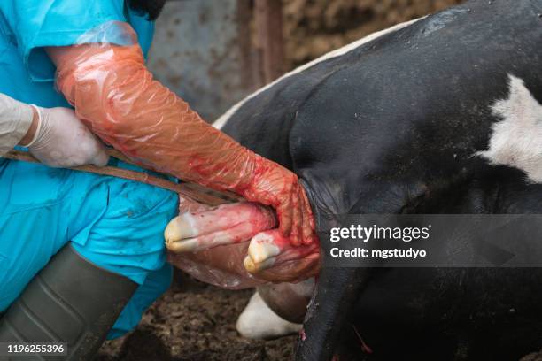 779 Animal Giving Birth Photos and Premium High Res Pictures - Getty Images 779 Animal Giving Birth Photos and Premium High Res Pictures - Getty Images