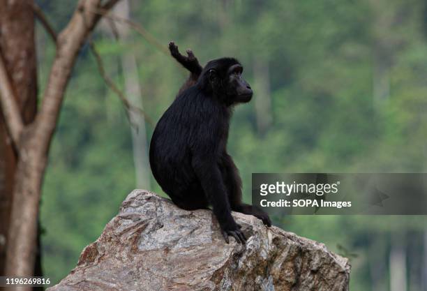 Sulawesi crested macaque by the street in Parigi Moutong Regency, Indonesia. The Sulawesi crested macaques are endemic species of Indonesia that only...