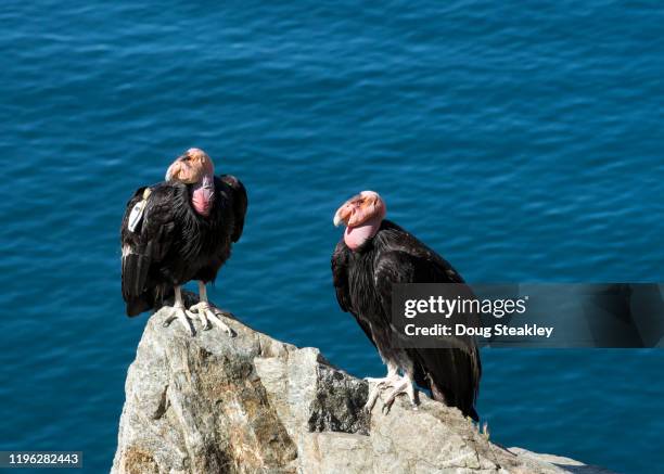 condors along the big sur coastline, california - california condor stock pictures, royalty-free photos & images