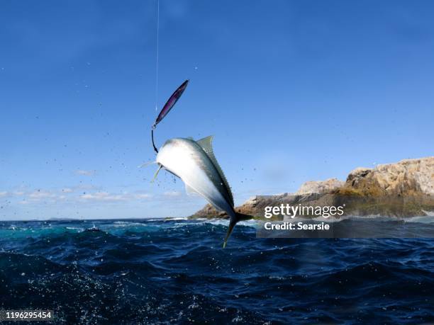 Hooked Cod Fish 1,663 Hooked Fish Ocean Stock Photos, High-Res Pictures, and Images ...