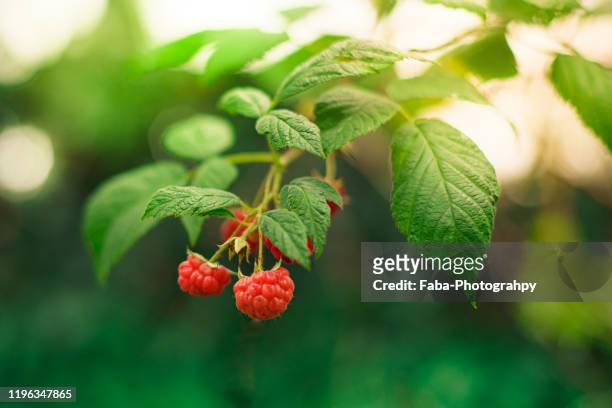 raspberry plant - framboeseiro imagens e fotografias de stock