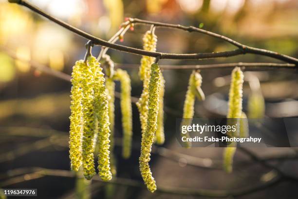 hazel catkins - hazel tree stock pictures, royalty-free photos & images