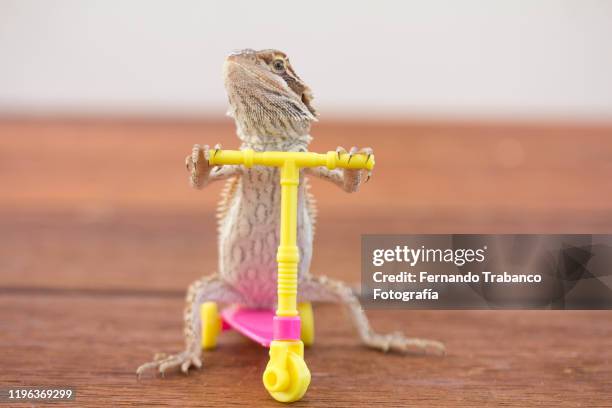 animal on scooter - bearded dragon - fotografias e filmes do acervo