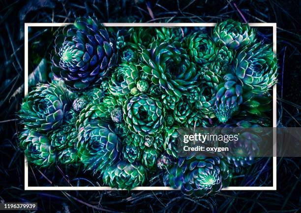 succulent plants close-up of white frame background - thorn pattern stock pictures, royalty-free photos & images