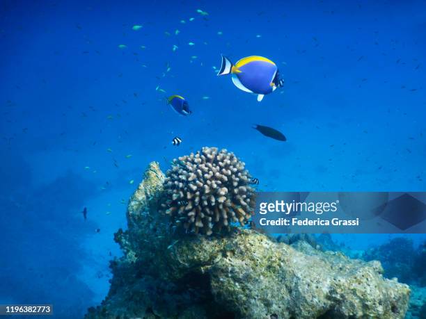 wart coral (pocillopora) with black and white damselfish (dascyllus auranus) and blue chromis, fihalhohi island, maldives - blauer doktorfisch stock-fotos und bilder