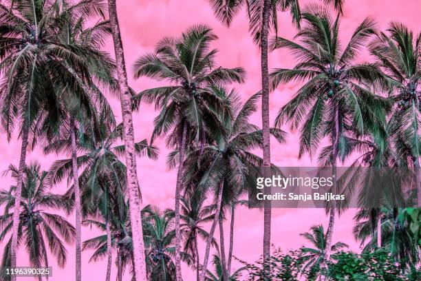 purple sky and palm trees - low angle view of silhouette palm trees against sky stock-fotos und bilder