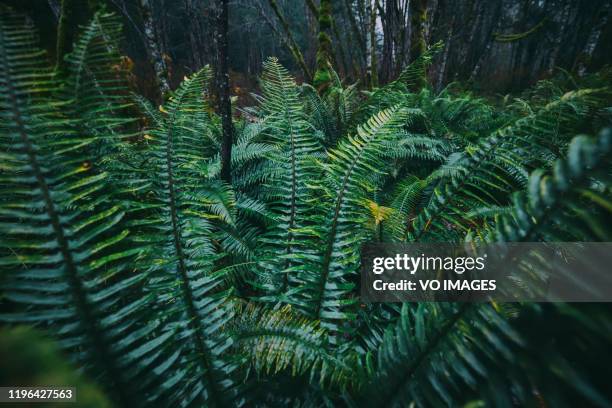 fern in the rainforest - mclean stock pictures, royalty-free photos & images