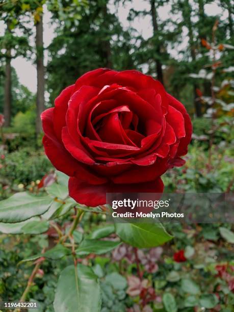 Deep Red Mini Roses 194 Deep Red Roses Stock Photos, High-Res Pictures, and Images - Getty ...