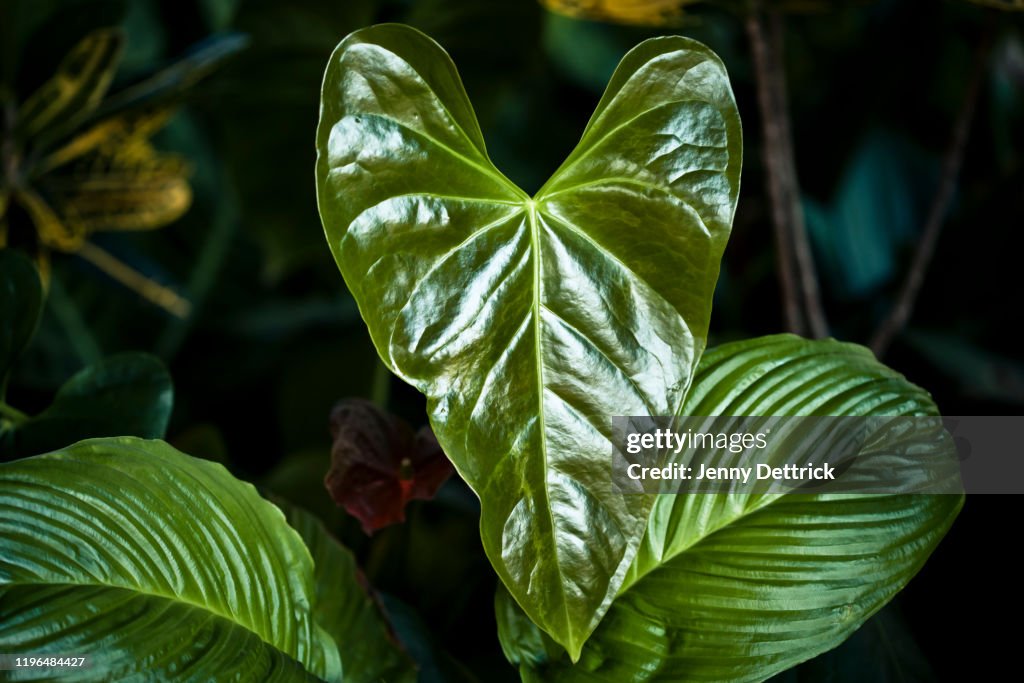 Anthurium leaf