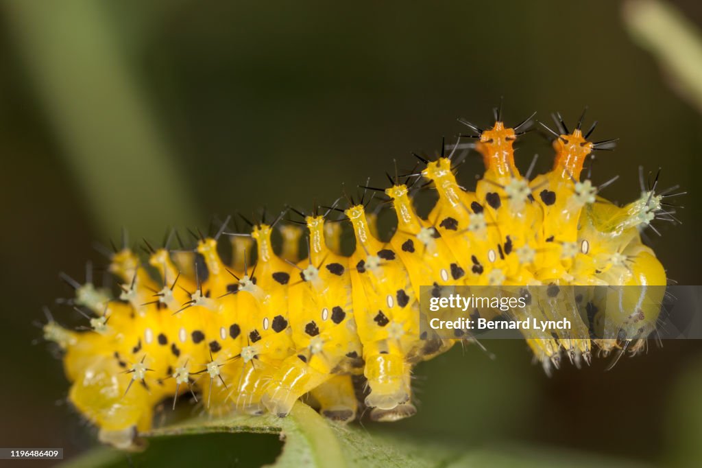 Cecropia caterpillar close-up