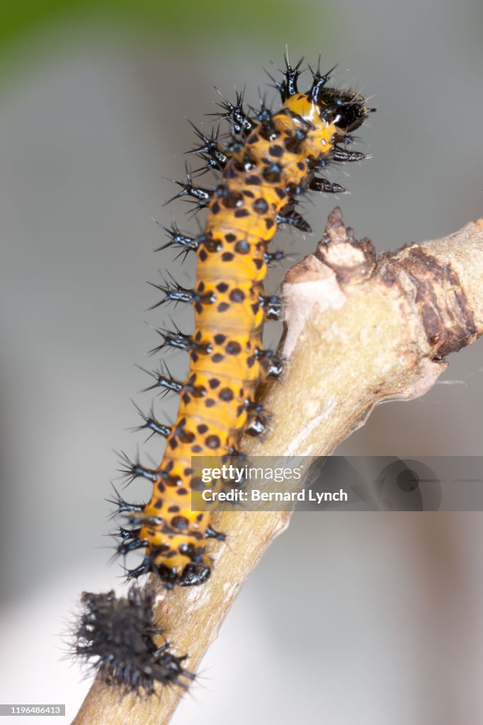 Molting Cecropia caterpillar