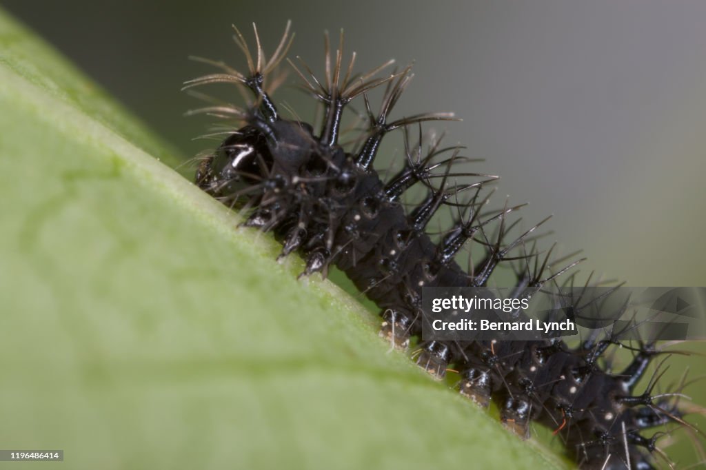 Young Cecropia caterpillar larva