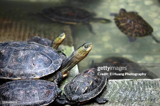turtles - middelgrote groep dieren stockfoto's en -beelden