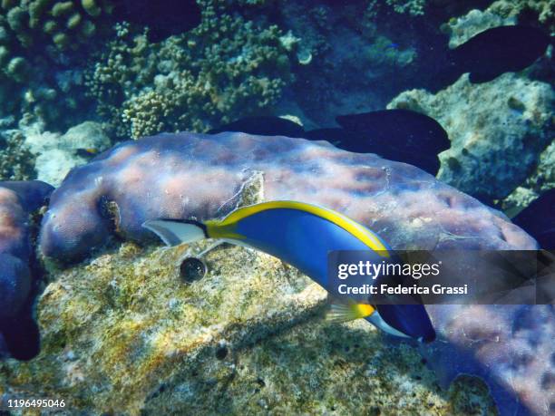 powder blue surgeonfish (acanthurus leucosternon), fihalhohi island, maldives - powder blue tang stockfoto's en -beelden