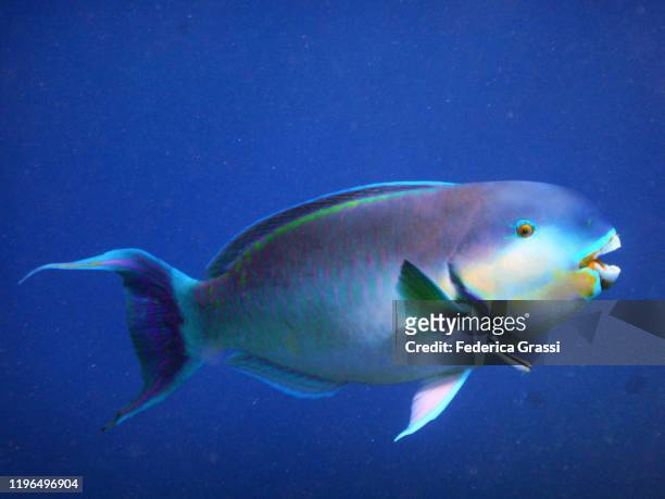 spectacled parrotfish (chlorurus perspicillatus), fihalhohi island, maldives - parrotfish imagens e fotografias de stock