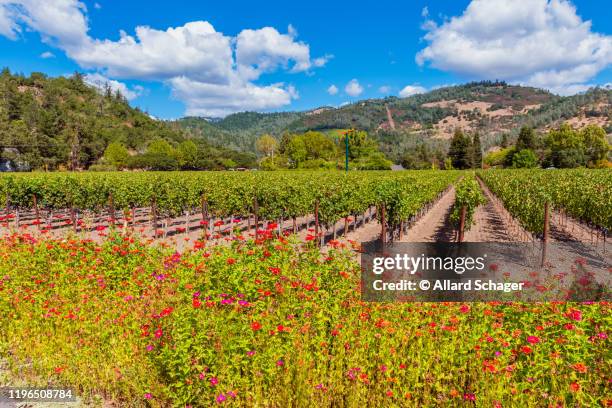 wild flowers along vineyards in napa valley california - californië stock pictures, royalty-free photos & images