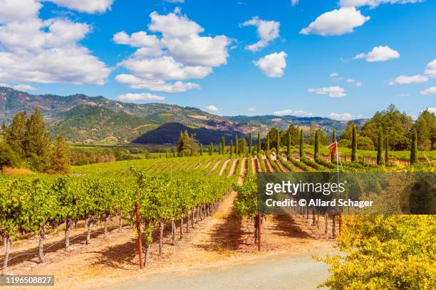 vineyards in napa valley california - californië stock pictures, royalty-free photos & images