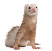 Front view of Ferret, 4 years old, looking up.