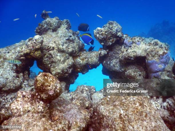 powder blue surgeonfish (acanthurus leucosternon), fihalhohi island, maldives - powder blue tang stockfoto's en -beelden