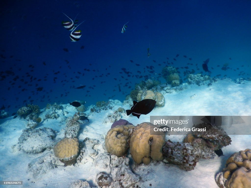 Black Triggerfish or Black Durgon (Melichthys niger), Fihalhohi Island, Maldives