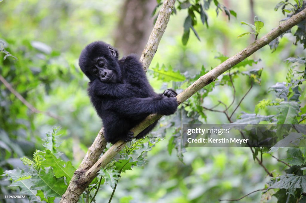 Young mountain gorilla sitting on a branch