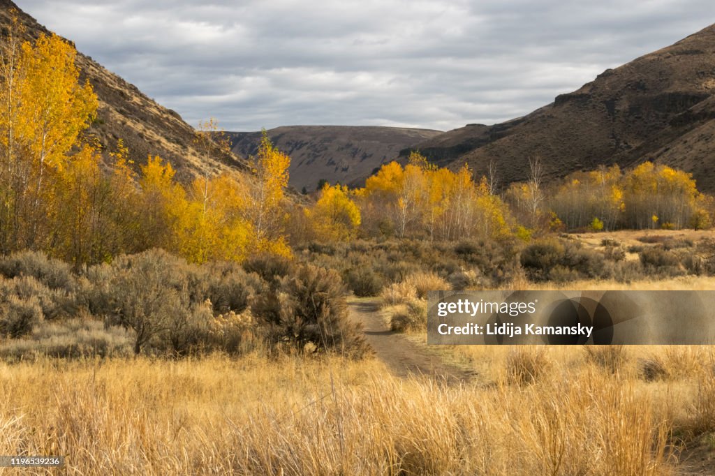 Fall color in Umtanum Creek Canyon