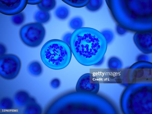 577 Animal Cell Structure Photos and Premium High Res Pictures - Getty Images 577 Animal Cell Structure Photos and Premium High Res Pictures - Getty Images