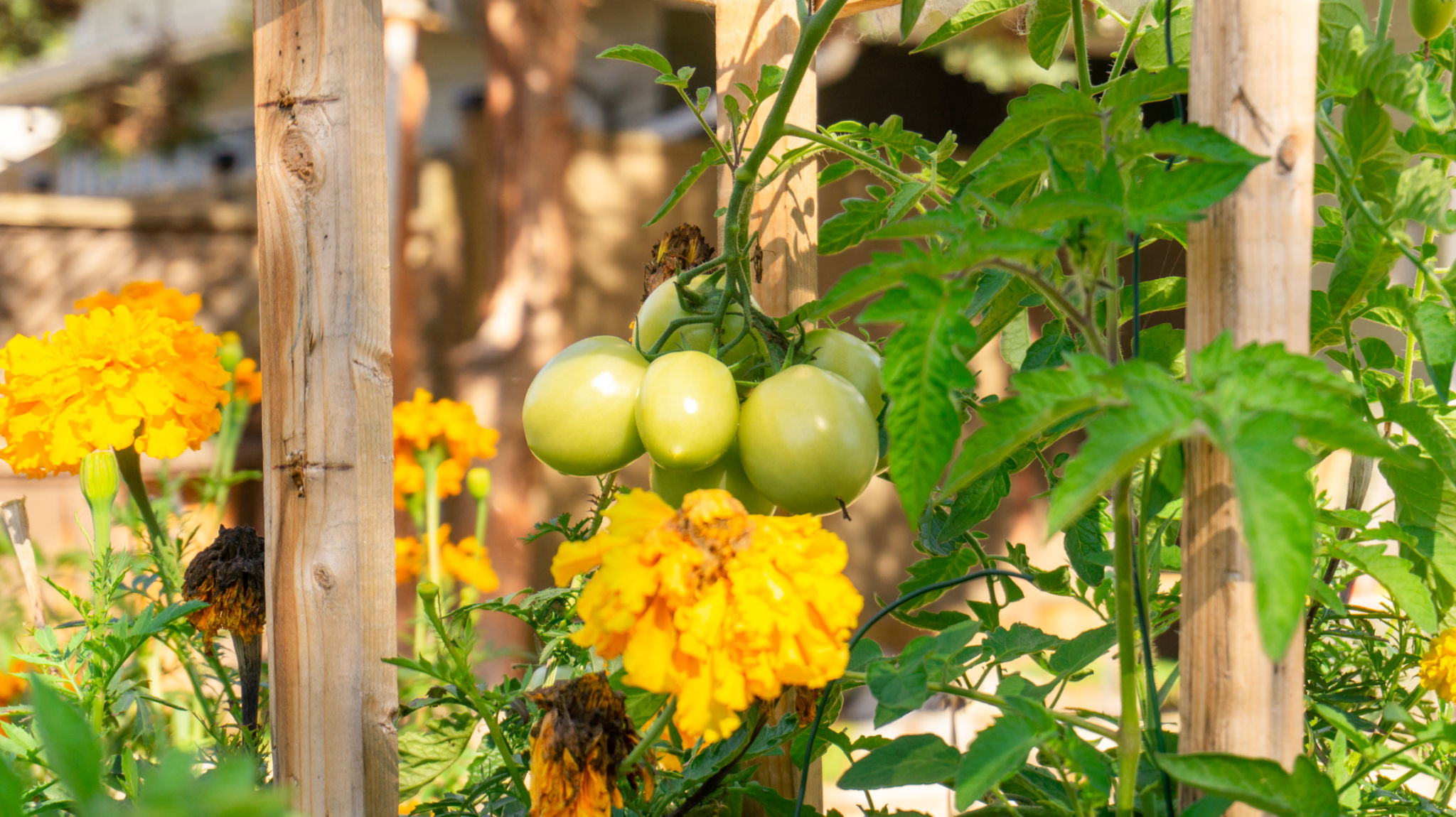 permaculture garden
