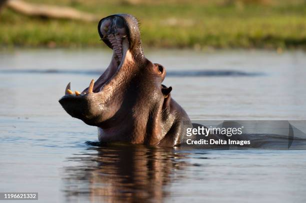 hippopotamus (hippopotamus amphibius) with open mouth in river, khwai concession, okavango delta, botswana - hippopotame photos et images de collection