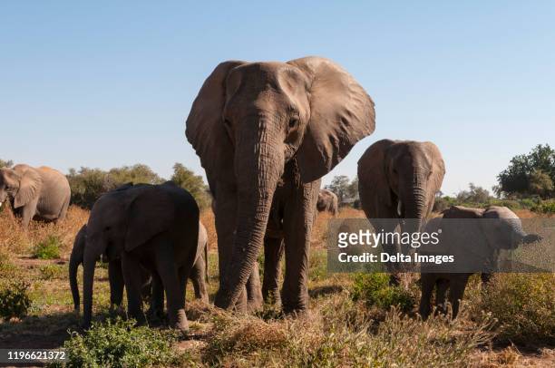 herd of african elephants (loxodonta africana), mashatu game reserve, botswana - botswana stock pictures, royalty-free photos & images