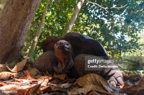 aldabra tortoise (dipsochelys dussumieri), fregate island, seychelles - fregate stock pictures, royalty-free photos & images