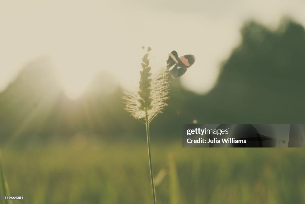 Butterfly in meadow