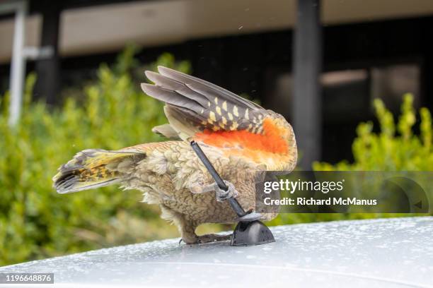 kea at arthur's pass. - kea stock pictures, royalty-free photos & images