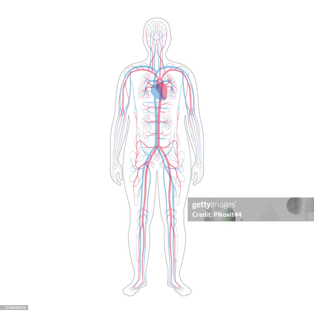 Anatomie du système circulatoire