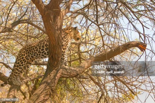 leopardo en safari wildernerss - jaguar concept reveal fotografías e imágenes de stock