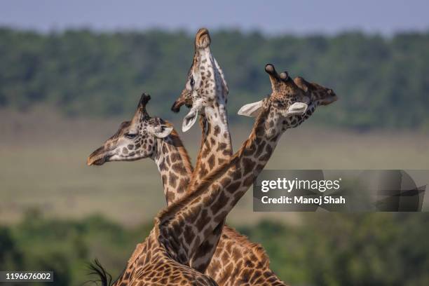 three masai giraffes 'necking' in masai mara. - necking stock pictures, royalty-free photos & images