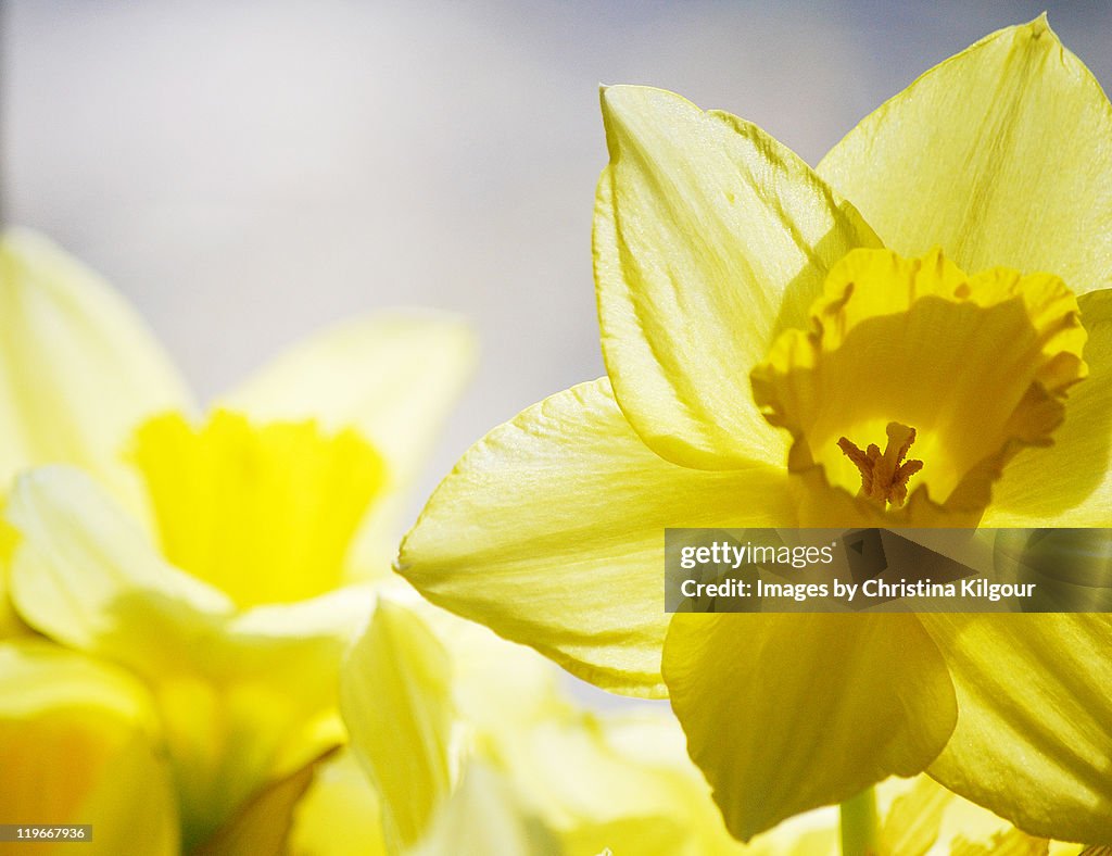 Spring Daffodils