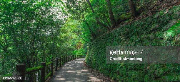 walking path in the kyoto forest - arashiyama stock pictures, royalty-free photos & images