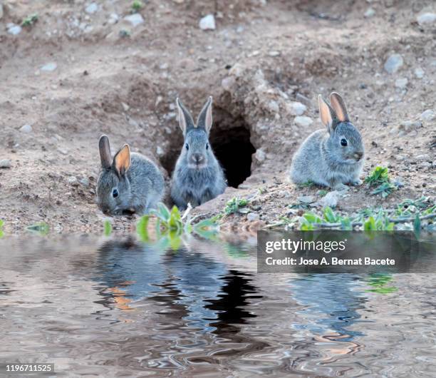 group of babies of rabbit eating and playing close to his burrow ( species oryctolagus cuniculus.) - rabbit burrow stock pictures, royalty-free photos & images