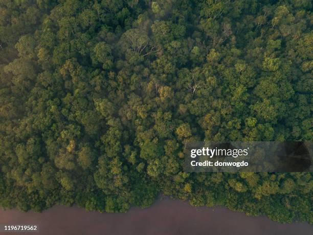 borneo wildlife and jungle - borneo rainforest stock pictures, royalty-free photos & images