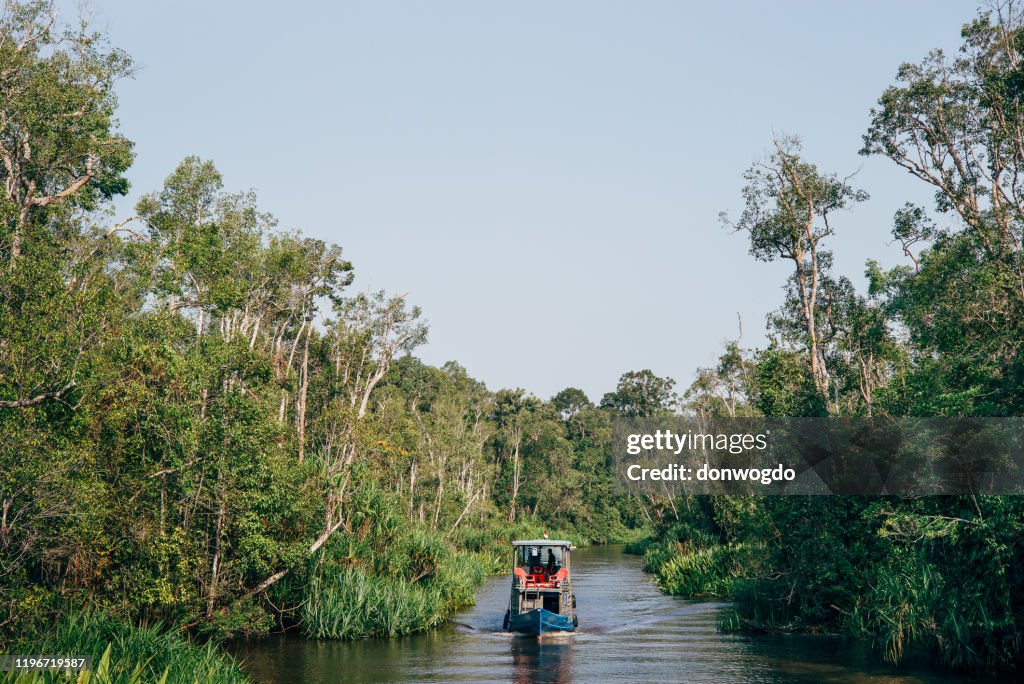 Borneo wildlife and jungle