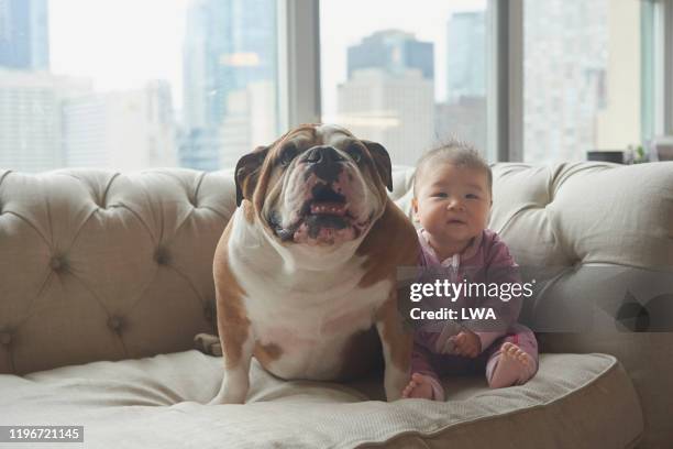 bulldog and baby sitting on couch. - chinese bulldog 個照片及圖片檔