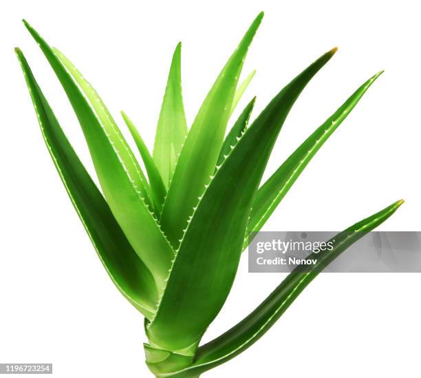 aloe vera is a succulent plant species of the genus aloe - aloe vera stock-fotos und bilder