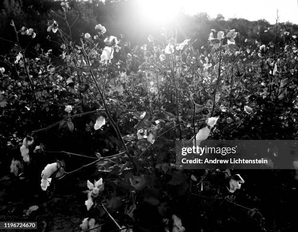 Cotton field catches the last of an afternoon's light in 2010 in Money, Mississippi. During the summer of 1955, a 14-year-old black boy from Chicago...