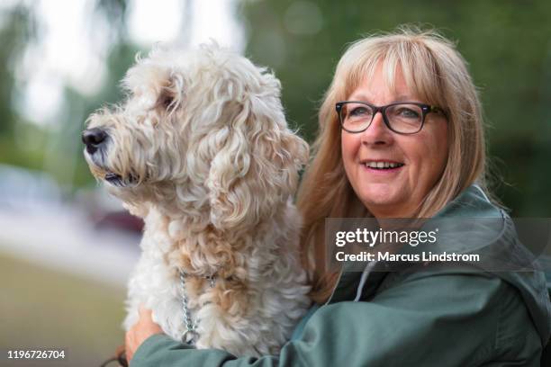 Senior Labradoodle White Labradoodle Photos and Premium High Res Pictures - Getty Images
