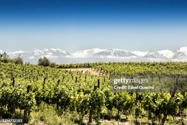 beautiful south american vineyard in tupungato, mendoza, argentina. - mendoza fotografías e imágenes de stock