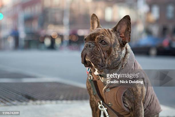 new york french bulldog - bulldog frances imagens e fotografias de stock