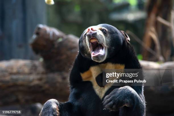 face of asiatic black bear in the forest with green background - angry bear face stockfoto's en -beelden