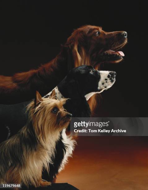 three dogs - three animals stock pictures, royalty-free photos & images
