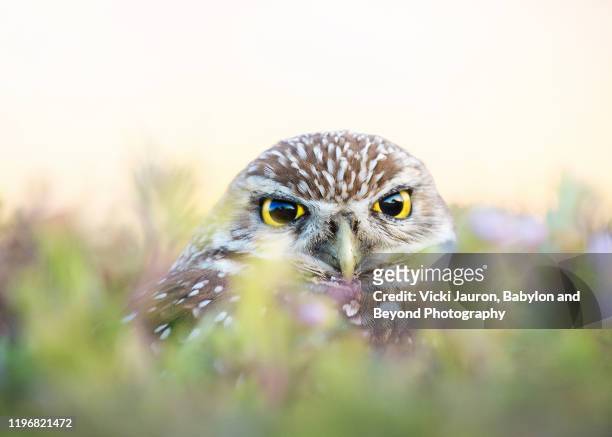 cute burrowing owl looking at camera at cape coral, florida - gulf coast states fotografías e imágenes de stock